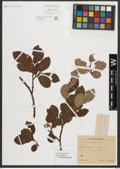 Foto von Salix appendiculata Vill.